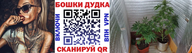 Бошки Шишки сатива  Юрга 